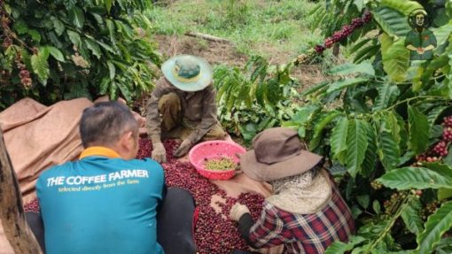 Cà phê Robusta Anaerobic Natural - Ritachi Coffee - Công Ty TNHH Nosavi